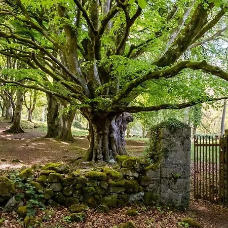 Oak Pensión 4*